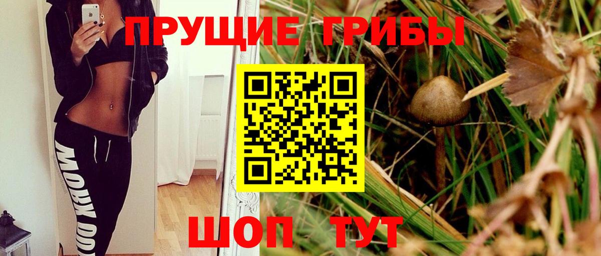 Галлюциногенные грибы Psilocybine cubensis Сергиев Посад
